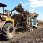 Mejoran precio del finiquito de tonelada de caña de azúcar en Quintana Roo 2